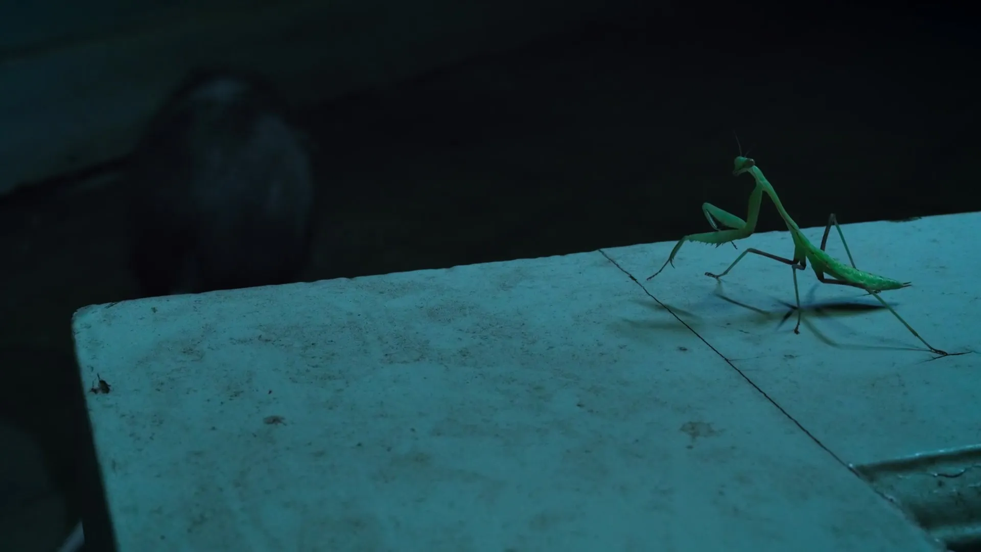 Nightmares of Nature S02E02