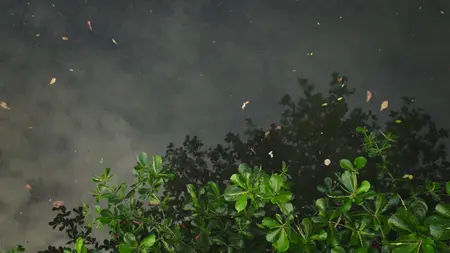 Nightmares of Nature S02E02