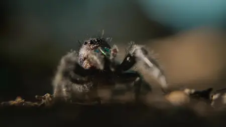 Nightmares of Nature S02E02