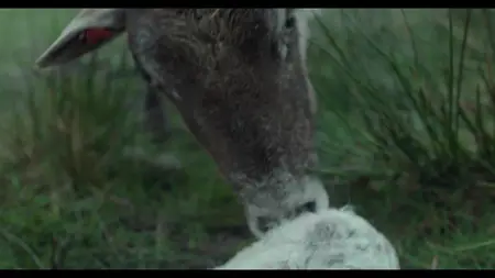 God's Own Country (2017)