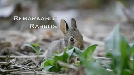 CBC - The Nature of Things: Remarkable Rabbits (2019)