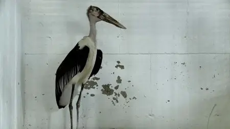 Bestiaire (2012)