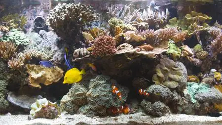 BluScenes: Coral Reef Aquarium (2009)