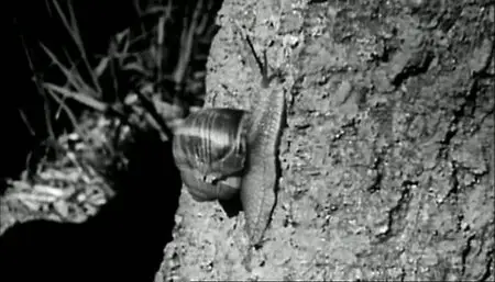 100 Years of Wildlife Films part 2 Television