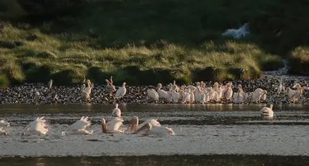The Crimson Wing: Mystery of the Flamingos (2008)