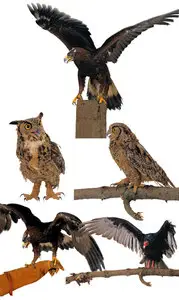 Stock Bird