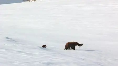 Bears (2014)