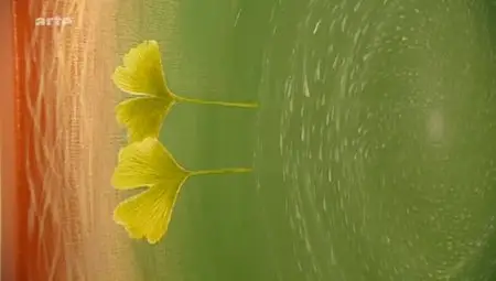 (Arte) Le ginkgo, un arbre aux multiples vertus (2012)