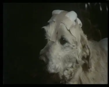 Cuore di cane / Dog’s Heart - by Alberto Lattuada (1976)