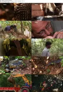 National Geographic - Secrets Of The King Cobra (2009)