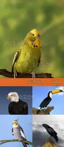 Polka Dot Images ITF161 — Birds