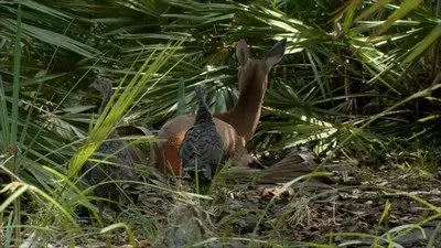 PBS - NATURE: My Life as a Turkey (2011)