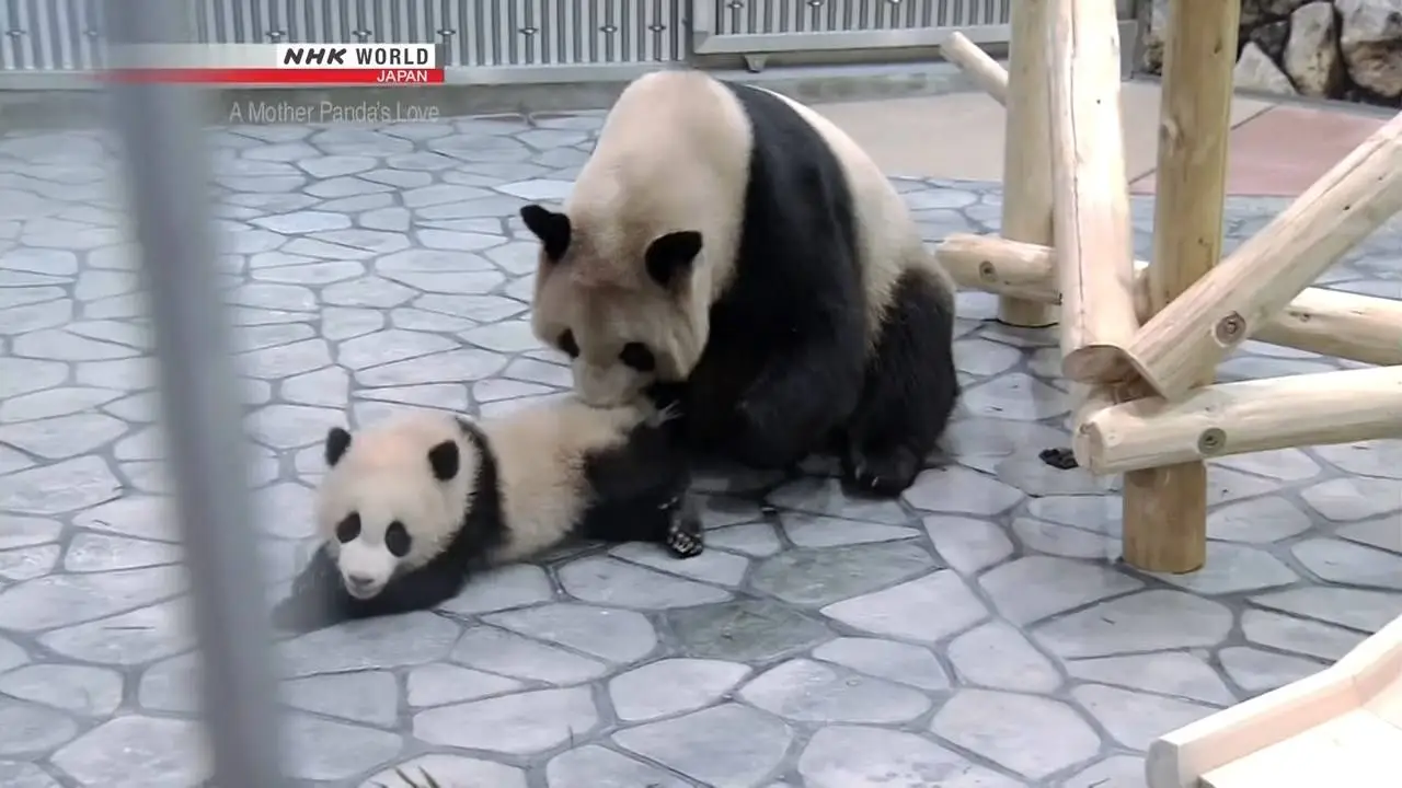 NHK - A Mother Panda's Love (2017)