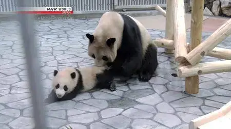 NHK - A Mother Panda's Love (2017)