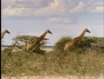 Золотой глобус. 13. ЮАР