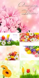 Stock Photo - Amazing Flowers 3