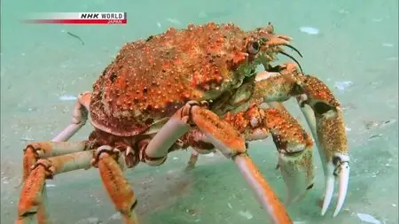 NHK Wildlife - March of the Masses: Great Spider Crabs (2011)
