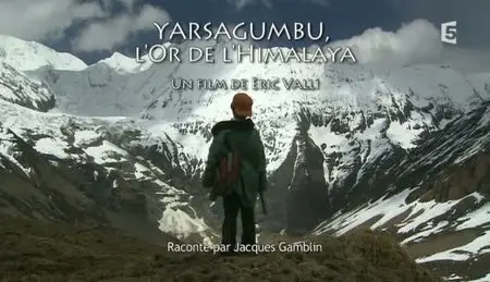 (Fr5) Yarsagumbu, l'or de l'Himalaya (2011)