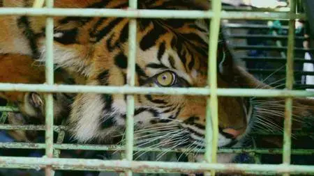 BBC Natural World - Tiger Island (2012)