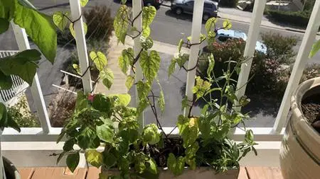 Magickal Gardening 102: Outdoor Gardening