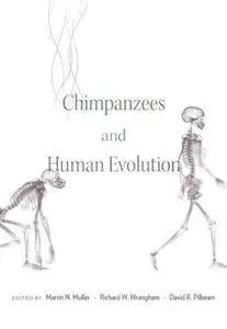 Chimpanzees and Human Evolution