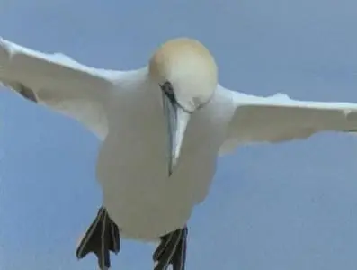 Прирожденные охотники. Диск 4