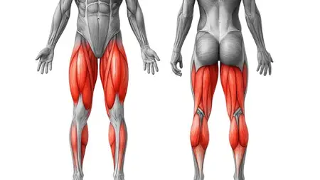 Boost Sexual Health: 10 Muscles You Must Train [30 Exercise]