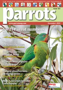 Parrots - November 2024