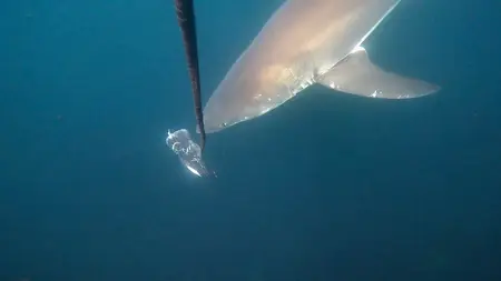 Sharks of the North (2025)