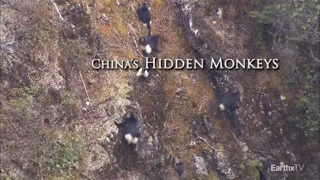 China's Hidden Monkeys (2021)