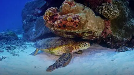Turtle Odyssey (2019)