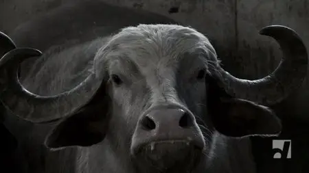 Bestiaire (2012)