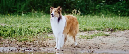 Lassie Torna A Casa / Lassie - Eine abenteuerliche Reise (2020)