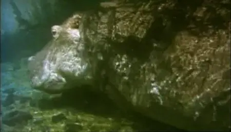 100 Years of Wildlife Films part 2 Television