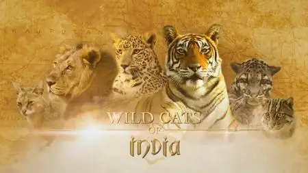 NG. - Wild Cats of India: Big Cat (2020)