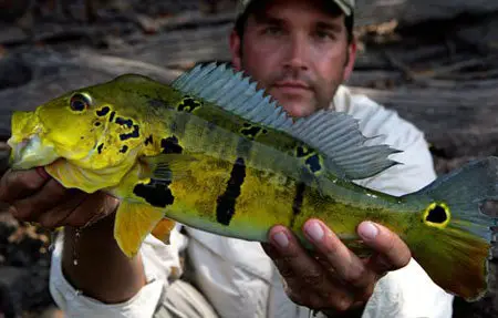 National Geographic - Monster Fish of the Amazon (2010)