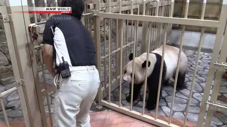 NHK - A Mother Panda's Love (2017)