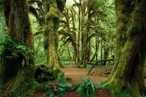 HQ Foto: Forests