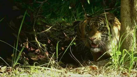 BBC Natural World - Tiger Island (2012)