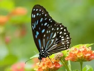 Wallpapers - Butterfly