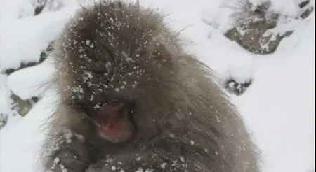 NATURE: Snow Monkeys (2014)