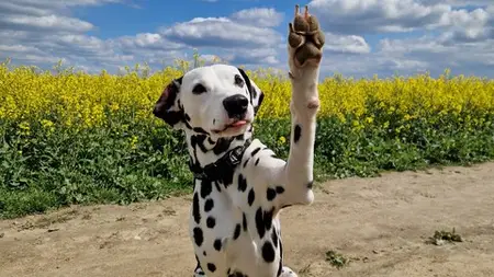 Dog Training Essentials: Name, Potty, Listening And More
