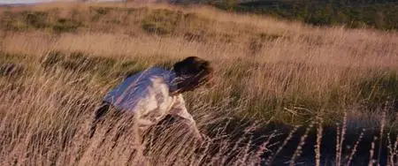 Dingo (1991)
