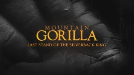 BBC: Mountain Gorilla. Ep2 - Last Stand of the Silverback King / BBC: Горная горилла. Серия 2 (2010) [ReUp]