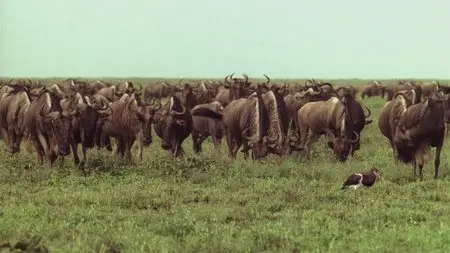 Serengeti: In The Realm Of Antilopes (2012)