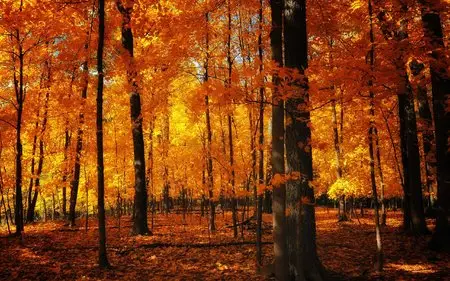 Wallpapers - Nature (pack 15) 