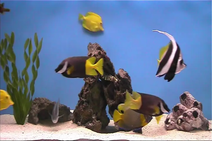 Plasmaquarium Aquarium (2005)
