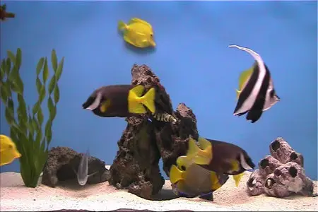 Plasmaquarium Aquarium (2005)