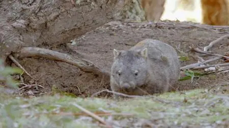 Secret Life of the Wombat (2017)