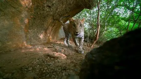 NG. - Wild Cats of India: Big Cat (2020)